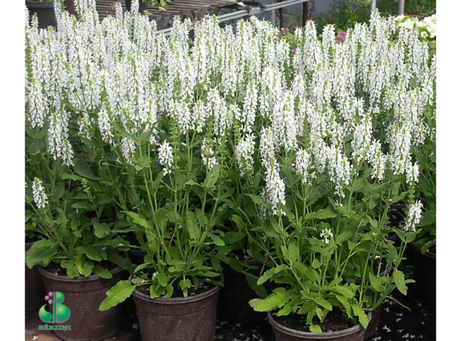 Salvia × superba   'Adrian'